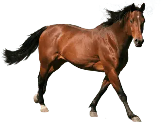 Cavalo